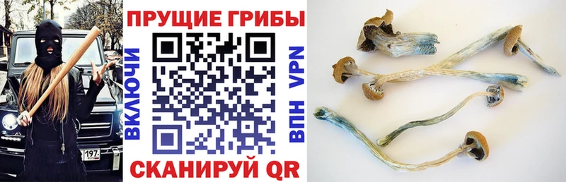 Псилоцибиновые грибы Magic Shrooms  Кирсанов 